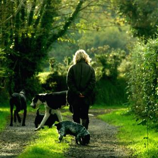 woman talking her dogs for a walk